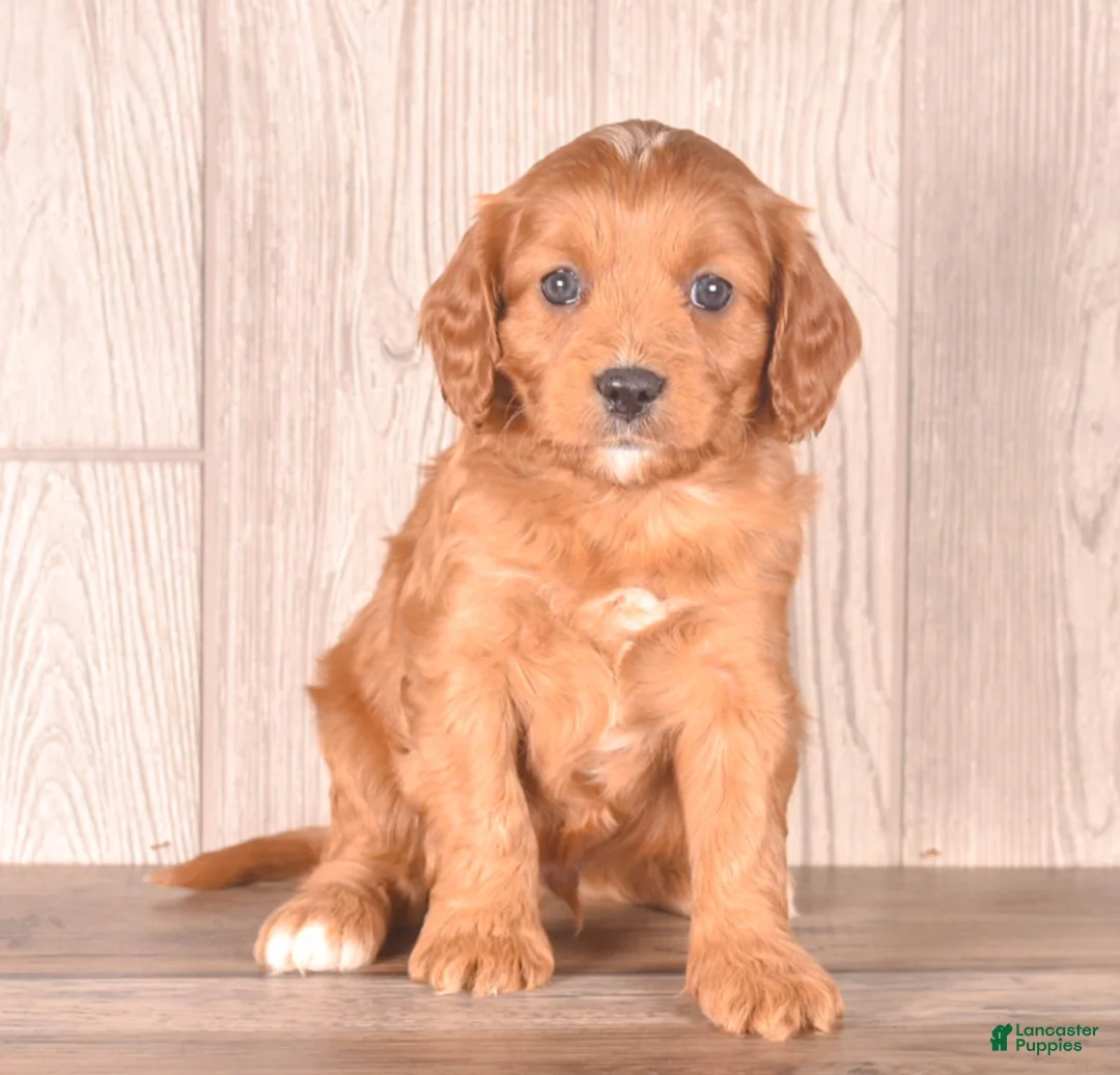 Cavapoo dogs for sale: FUZZY - Ad 2