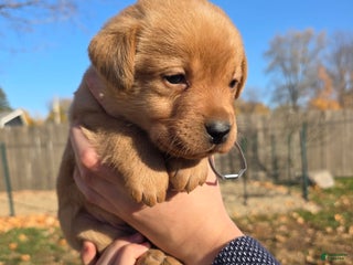 Labrador Retriever dogs - Ad 15