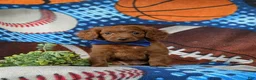 Cavapoo dogs for sale: Chas - Ad 2