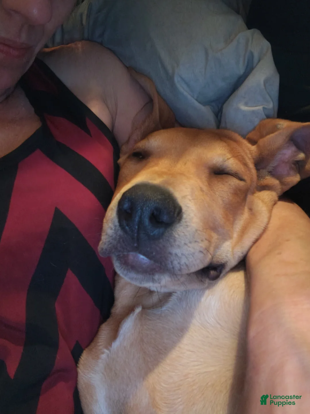Mixed Breed dogs for sale: Squeeks - Ad 2