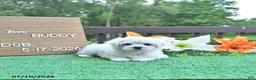 Maltese dogs for sale: Buddy - Ad 4