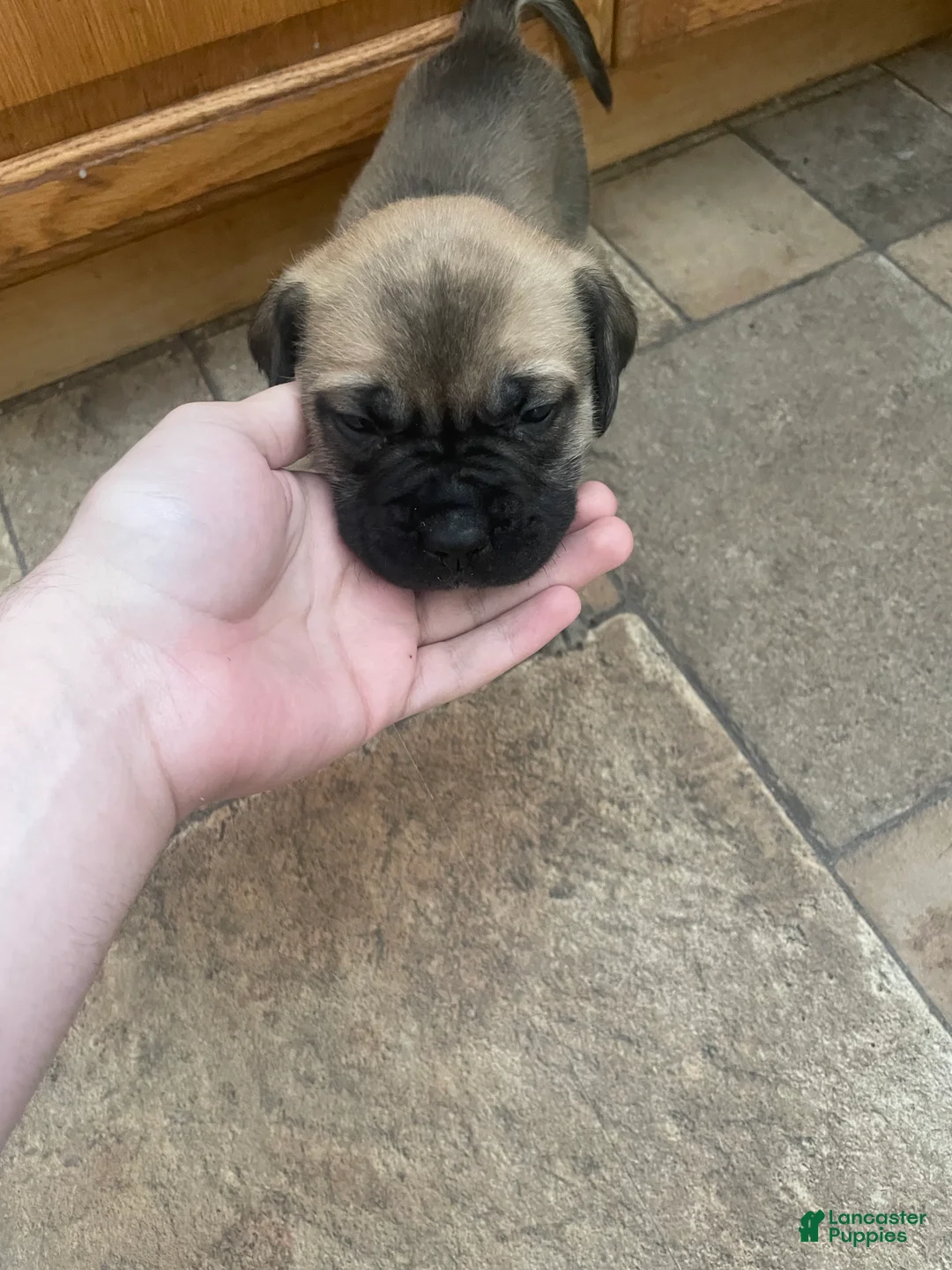 English Mastiff dogs for sale: English Mastiff Puppy 5 - Ad 3