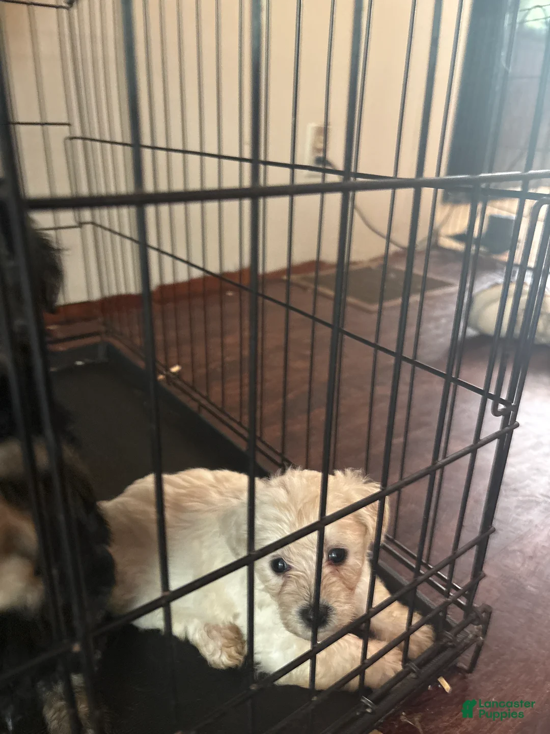 Yochon dogs for sale: Yochon 4 - Ad 1