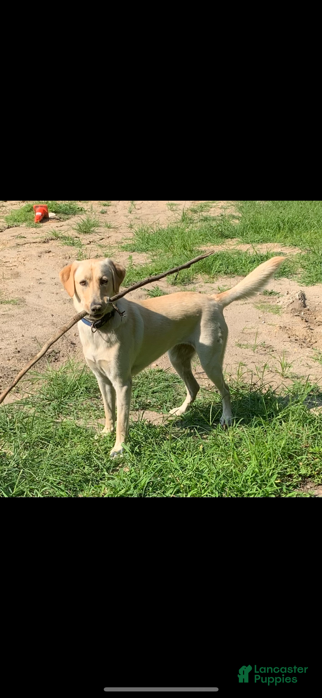 Mixed Breed dogs for sale: Mario  - Ad 2