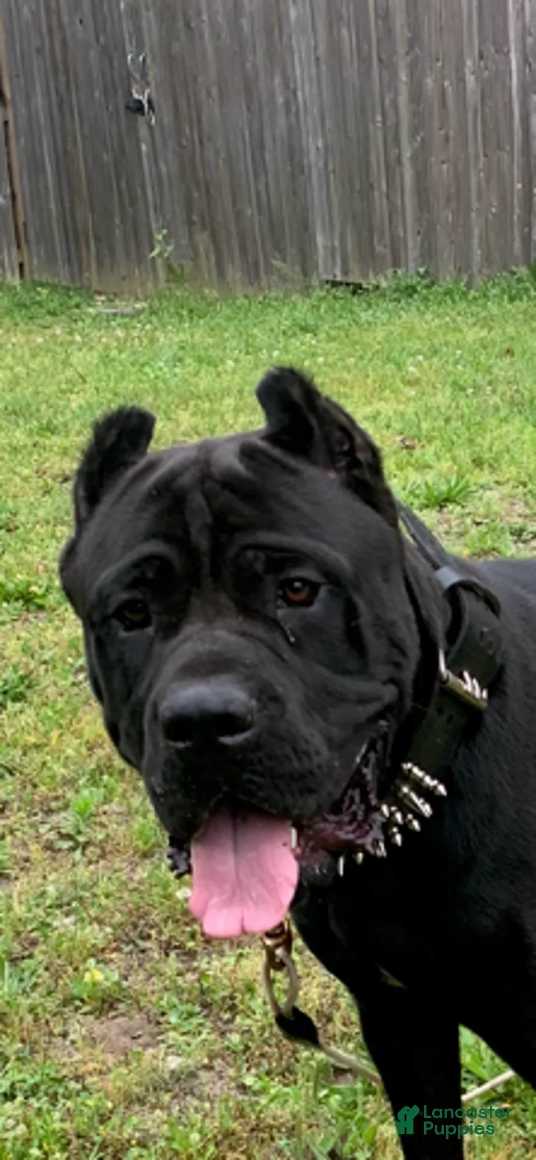 Cane Corso dogs for sale: Cane Corso Puppy 1 - Ad 7