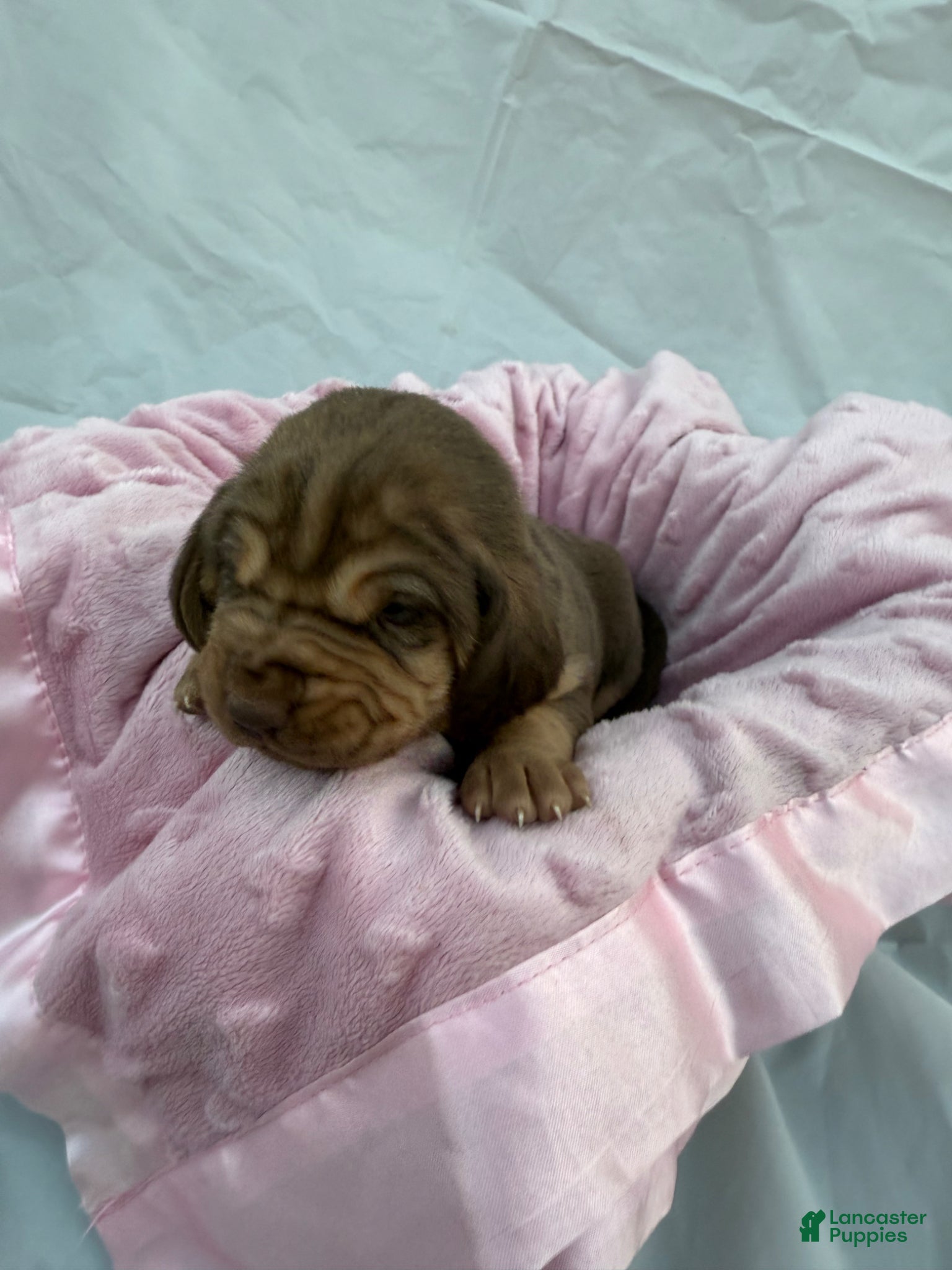 Bloodhound dogs Cinderella - Ad 2