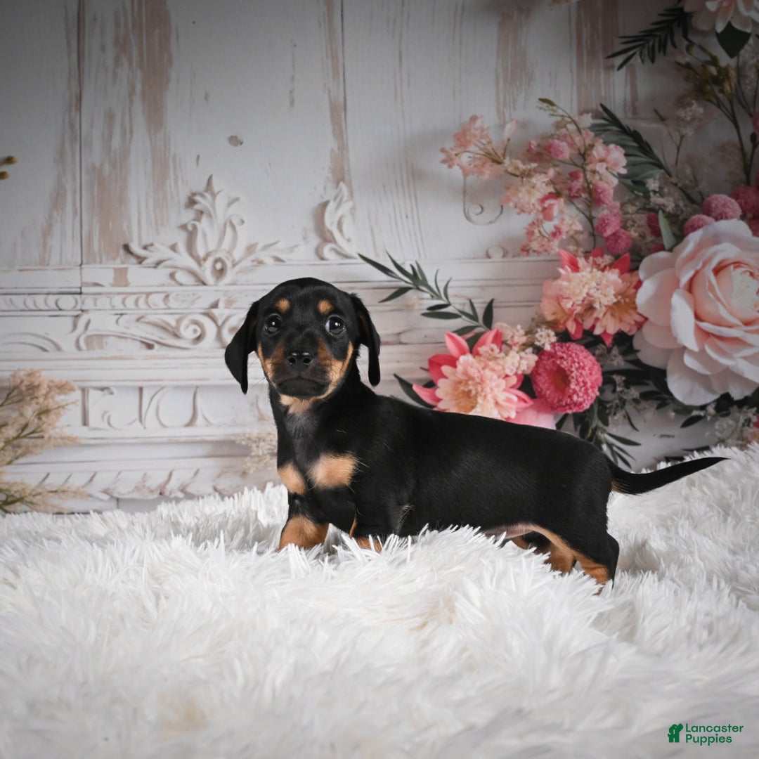 Miniature Dachshund dogs for sale: Pedro-AKC - Ad 9