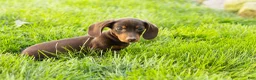Miniature Dachshund dogs for sale: Ivan  - Ad 4