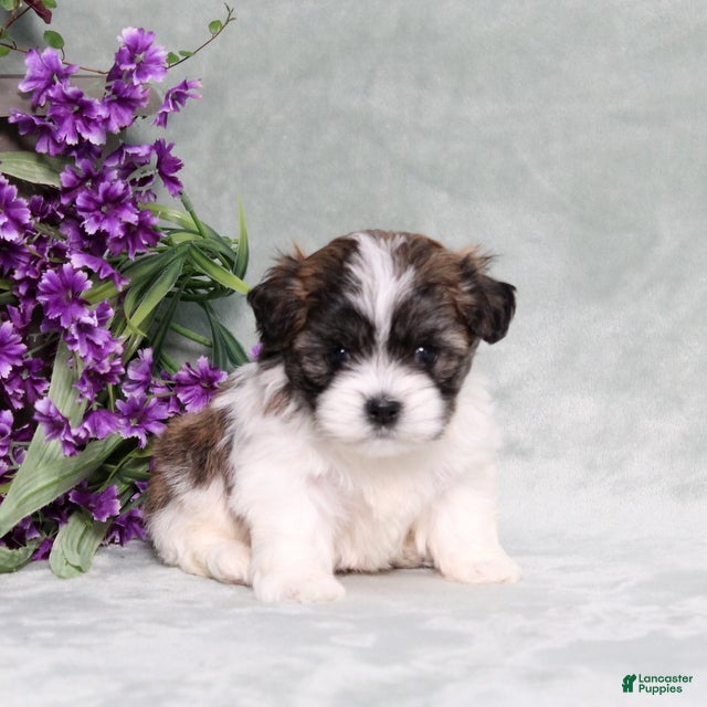 Teddy Bear dogs Walter - Ad 1