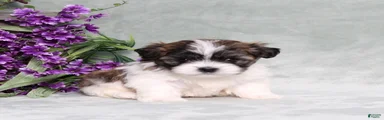 Walter
