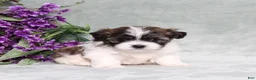 Teddy Bear dogs for sale: Walter - Ad 1