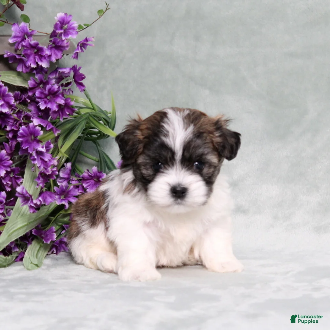 Teddy Bear dogs for sale: Walter - Ad 1