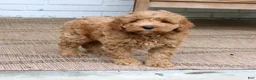 Mini Goldendoodle dogs for sale: Hoover  - Ad 2