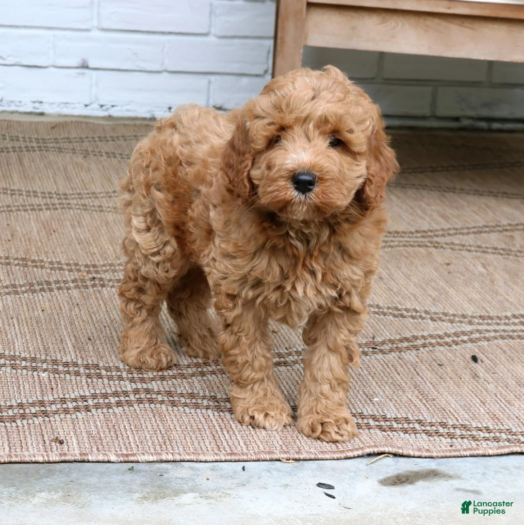 Mini Goldendoodle dogs for sale: Hoover  - Ad 2