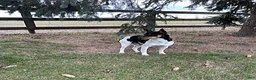 Mixed Breed dogs for sale: Samson - Ad 5