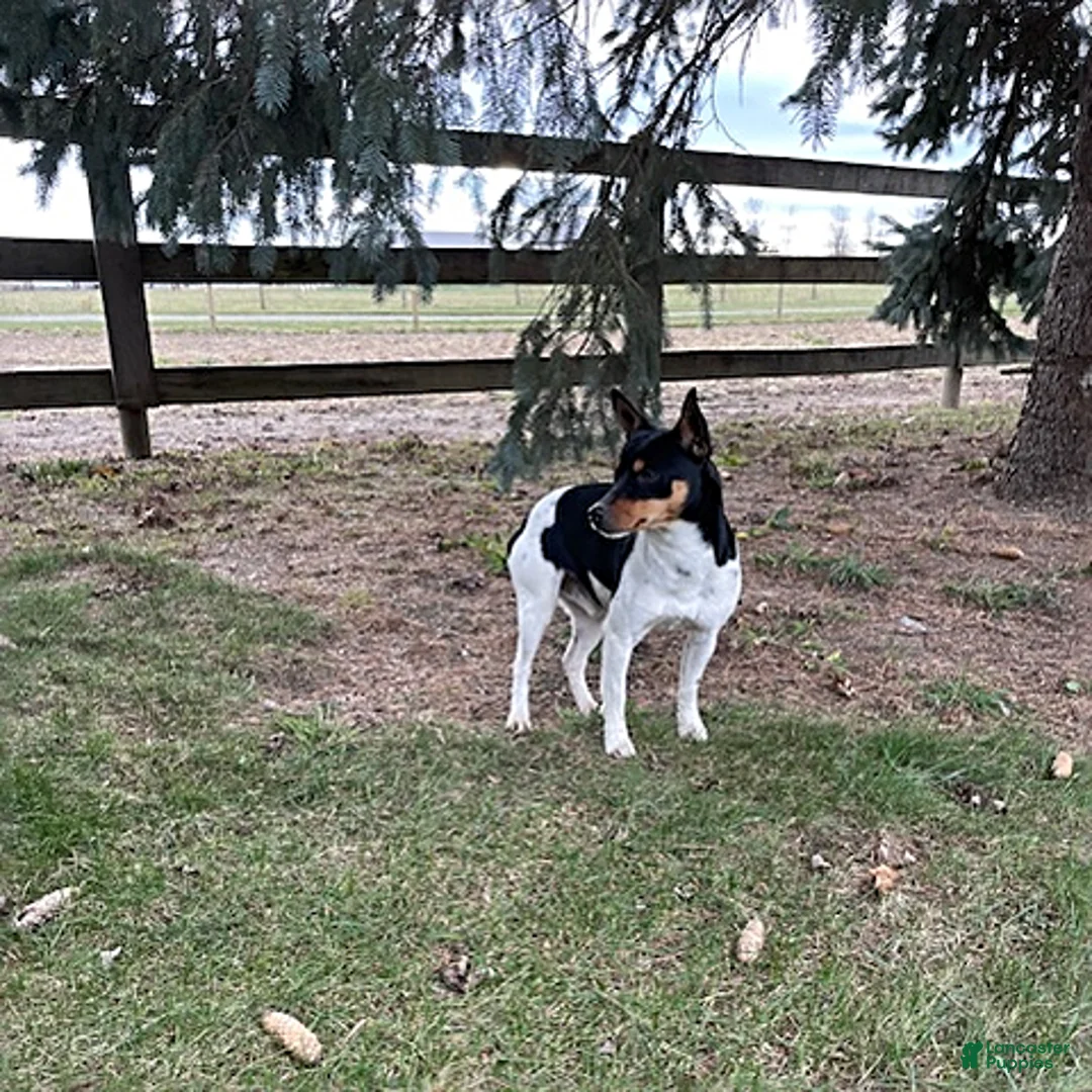 Mixed Breed dogs for sale: Samson - Ad 5