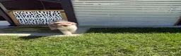 Aussiedoodle dogs for sale: Aussiedoodle 3 - Ad 20