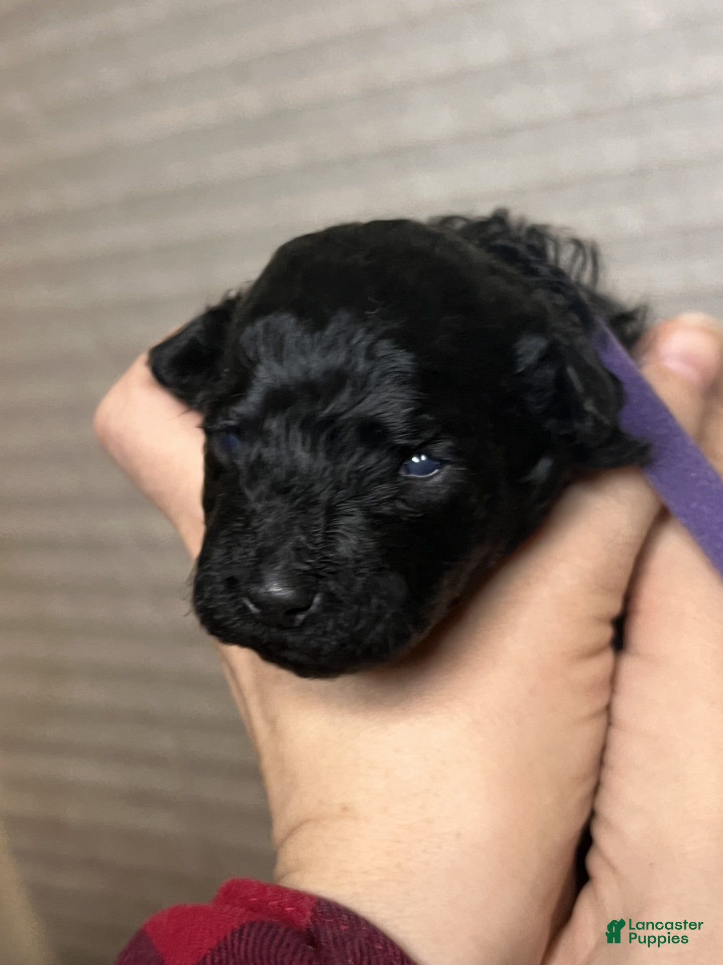 Hungarian Puli dogs Hungarian Puli Puppy Purple - Ad 1