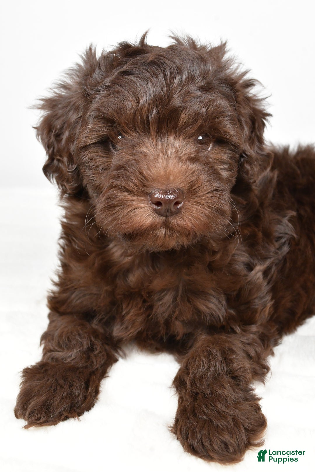 Mixed Breed dogs for sale: Holly - Ad 2