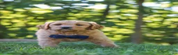 Mixed Breed dogs for sale: Jamal - Ad 6