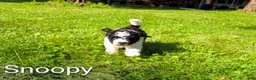 Mini Bernedoodle dogs for sale: Snoopy - Ad 3