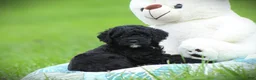 Cockapoo dogs for sale: Zorro - Ad 8