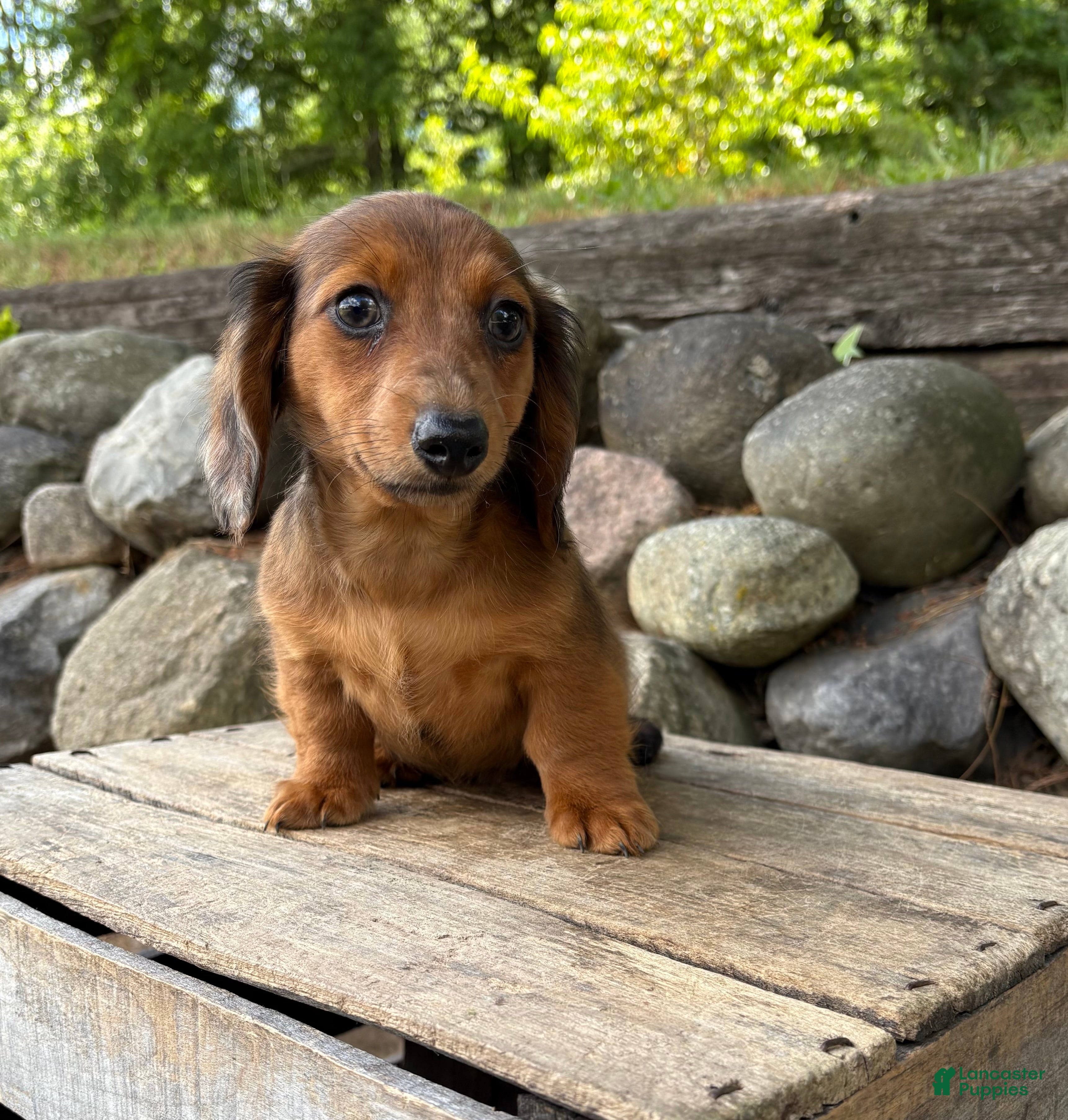 Dachshund dogs Romeo - Ad 2