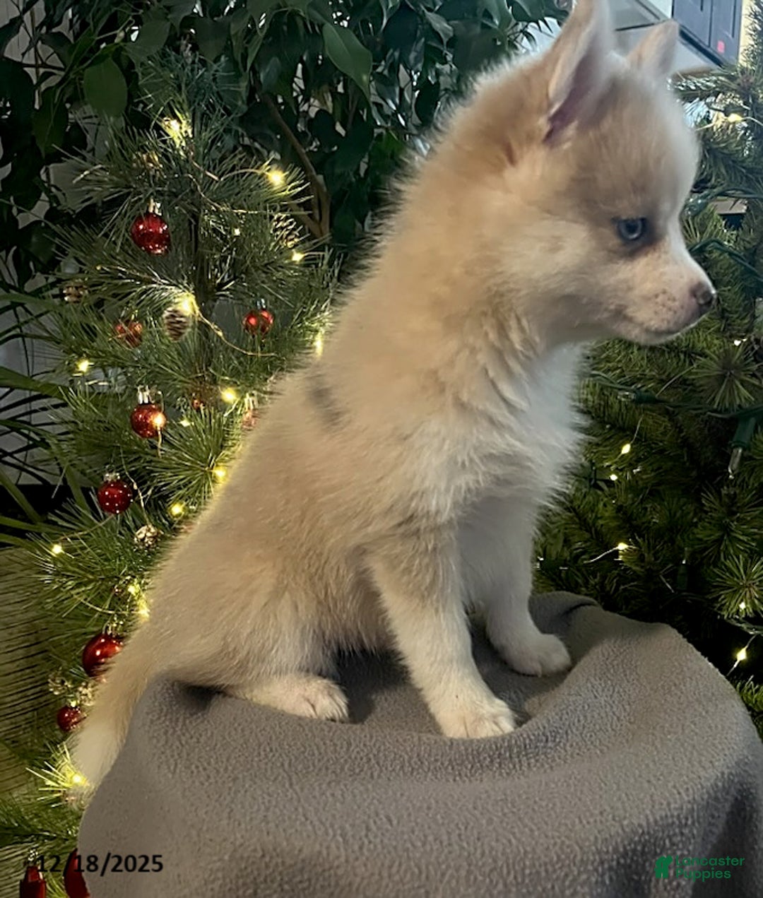 Pomsky dogs for sale: Herald - Ad 7