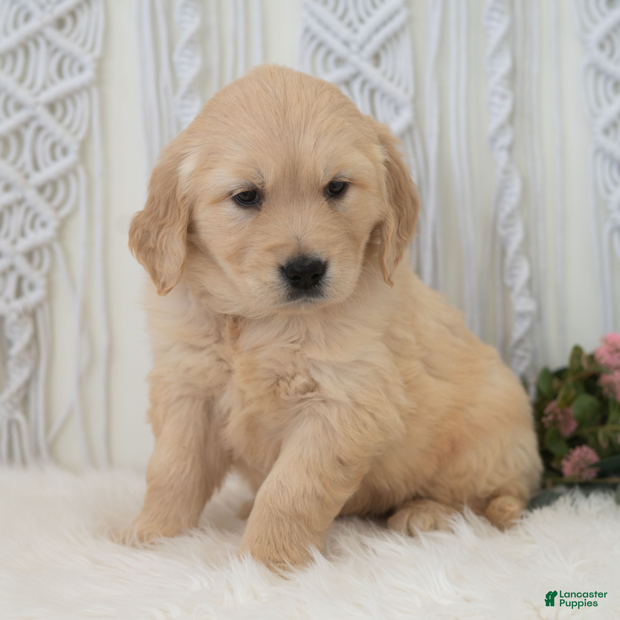 Golden Retriever dogs Sarabi  - Ad 2