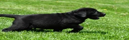 Labrador Retriever dogs for sale: Parker - Ad 4
