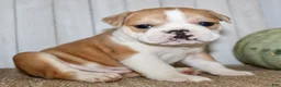 Mixed Breed dogs for sale: Arlo Male English Bulldog - Ad 4