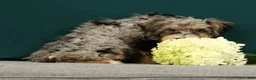 Mini Bernedoodle dogs for sale: Pongo - Ad 5