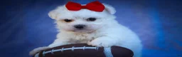 Maltese dogs for sale: Mirella🎀 - Ad 6