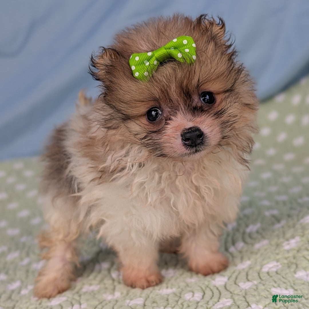 Pomeranian dogs for sale: Yule - Ad 6