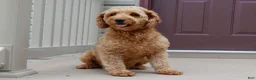 Mini Goldendoodle dogs for sale: Lulu - Ad 6