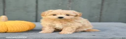 Pomapoo dogs for sale: Jasmine - Ad 3