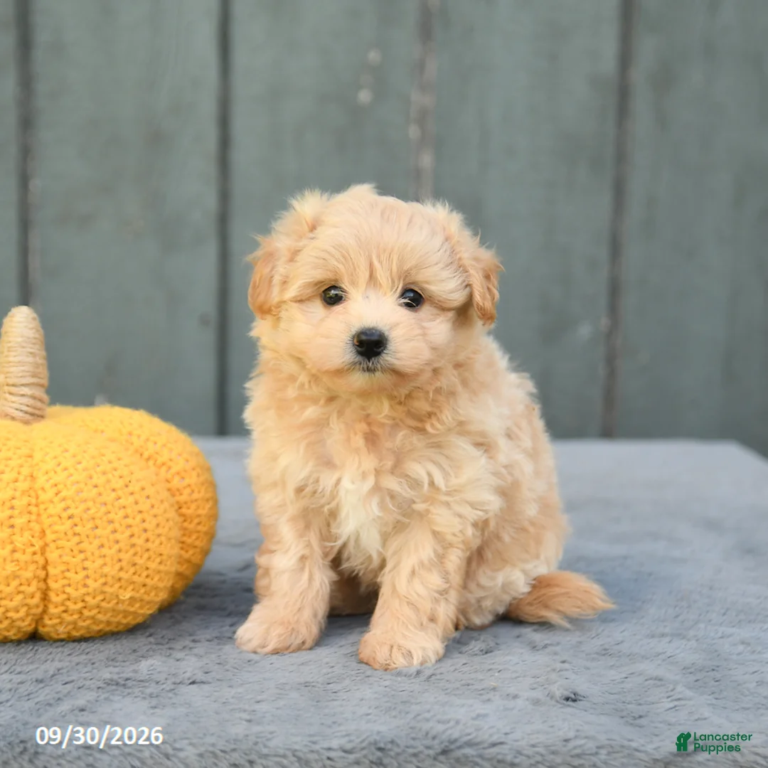 Pomapoo dogs for sale: Jasmine - Ad 3