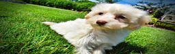Havapoo dogs for sale: Gabby - Ad 15