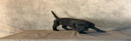 Labrador Retriever dogs for sale: Ms Blue - Ad 3