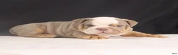 English Bulldog dogs for sale: Tyler - Ad 12