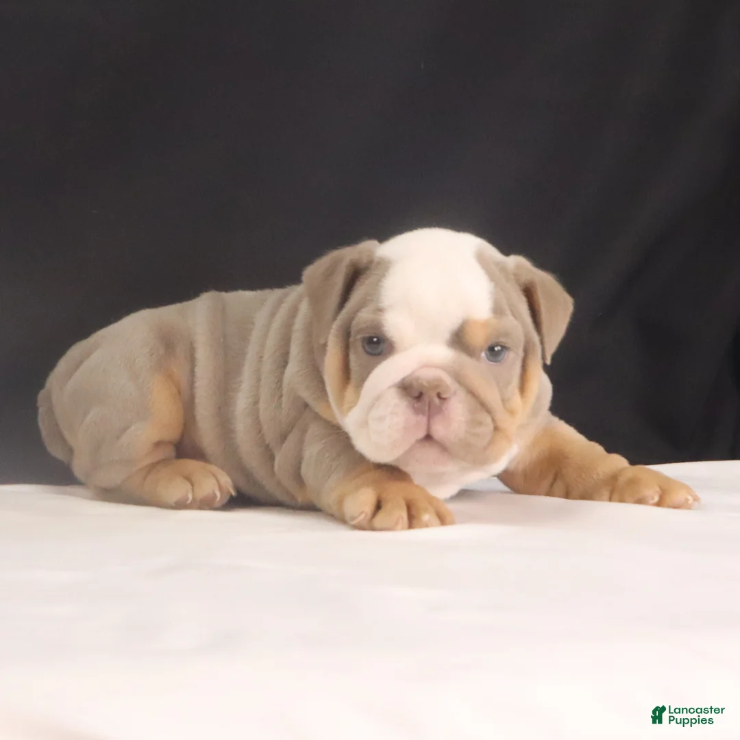 English Bulldog dogs for sale: Tyler - Ad 12
