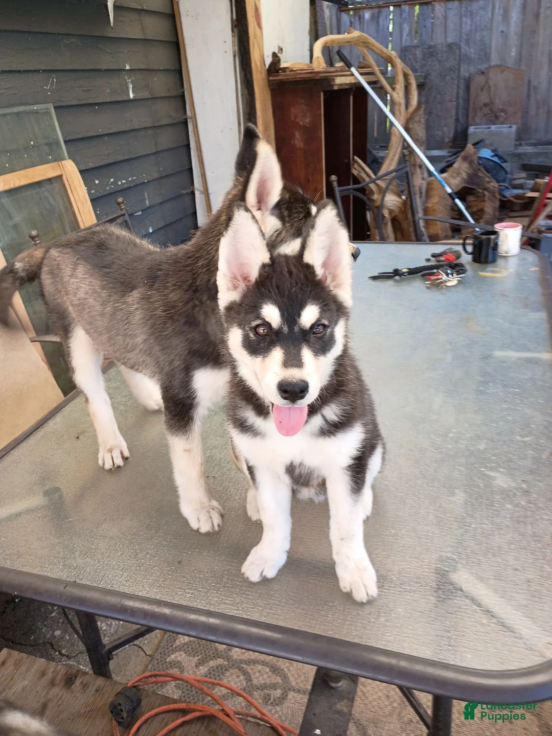 Siberian Husky dogs for sale: Cloudy - Ad 1