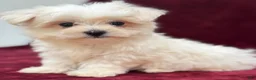 Maltese dogs for sale: Dakota  - Ad 4