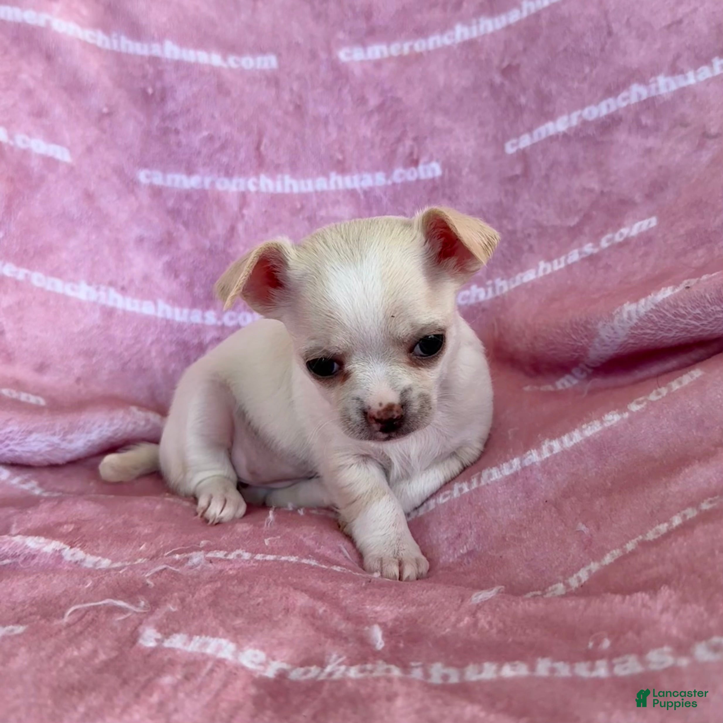 Chihuahua dogs Chloe Smooth Coat Cream - Ad 2