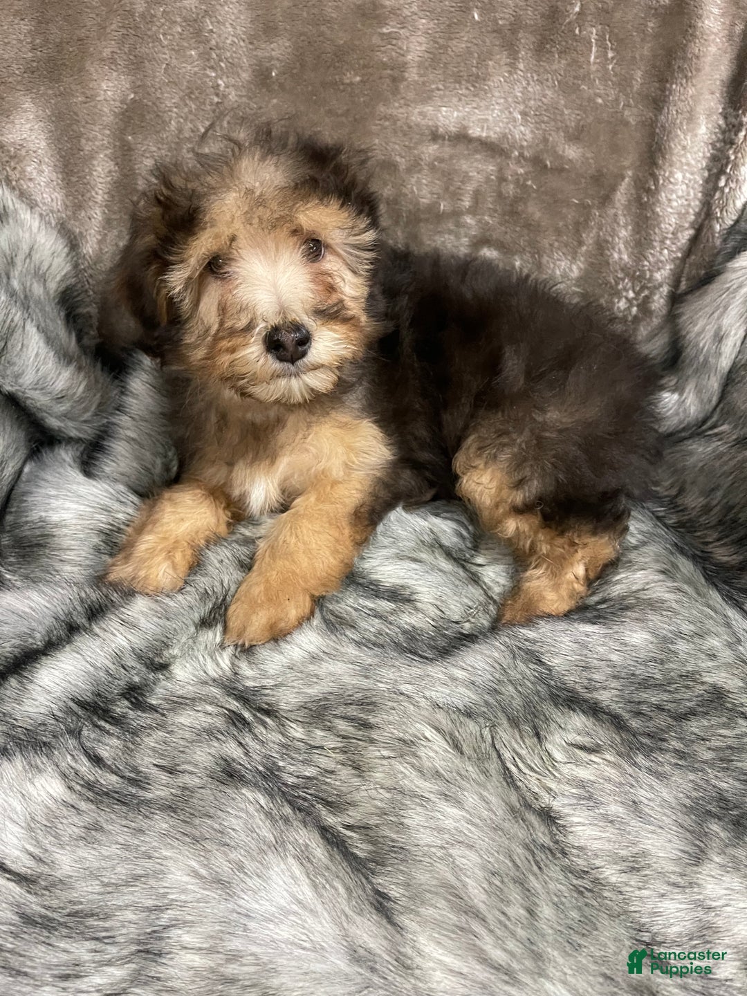 Mini Bernedoodle dogs for sale: “Chevy” Sable male - Ad 1