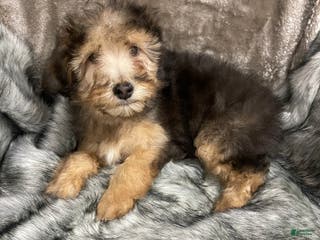 Mini Bernedoodle dogs “Chevy” Sable male - Ad 6