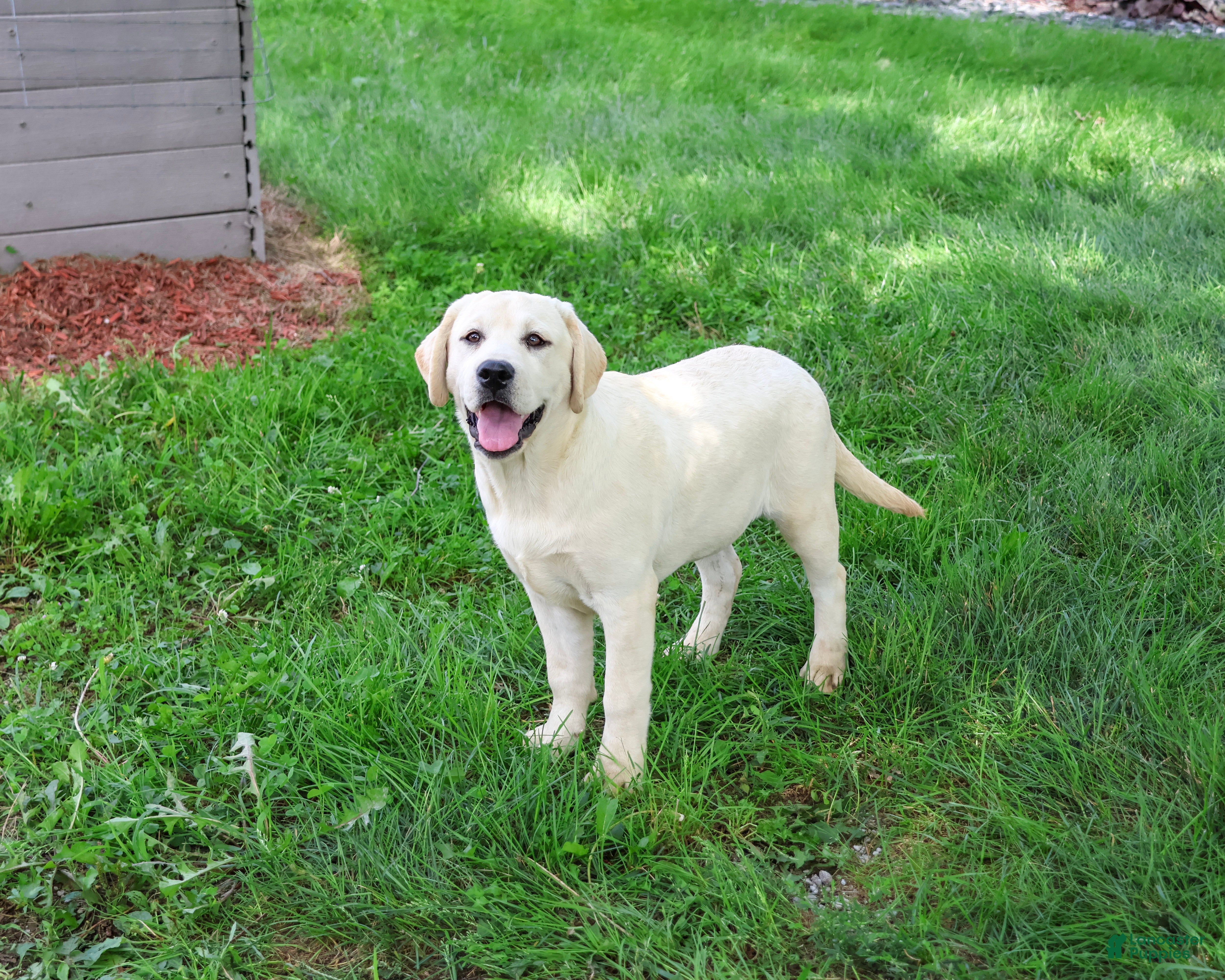 Labrador Retriever dogs Vidia - Ad 2