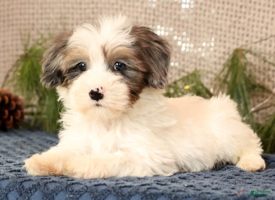 Havapoo dogs for sale: Patrick - Ad 2