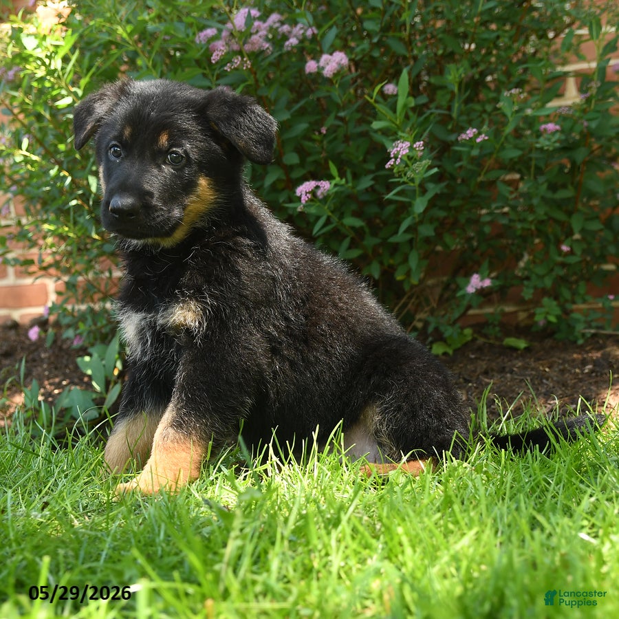 German Shepherd dogs Sparrow - Ad 1