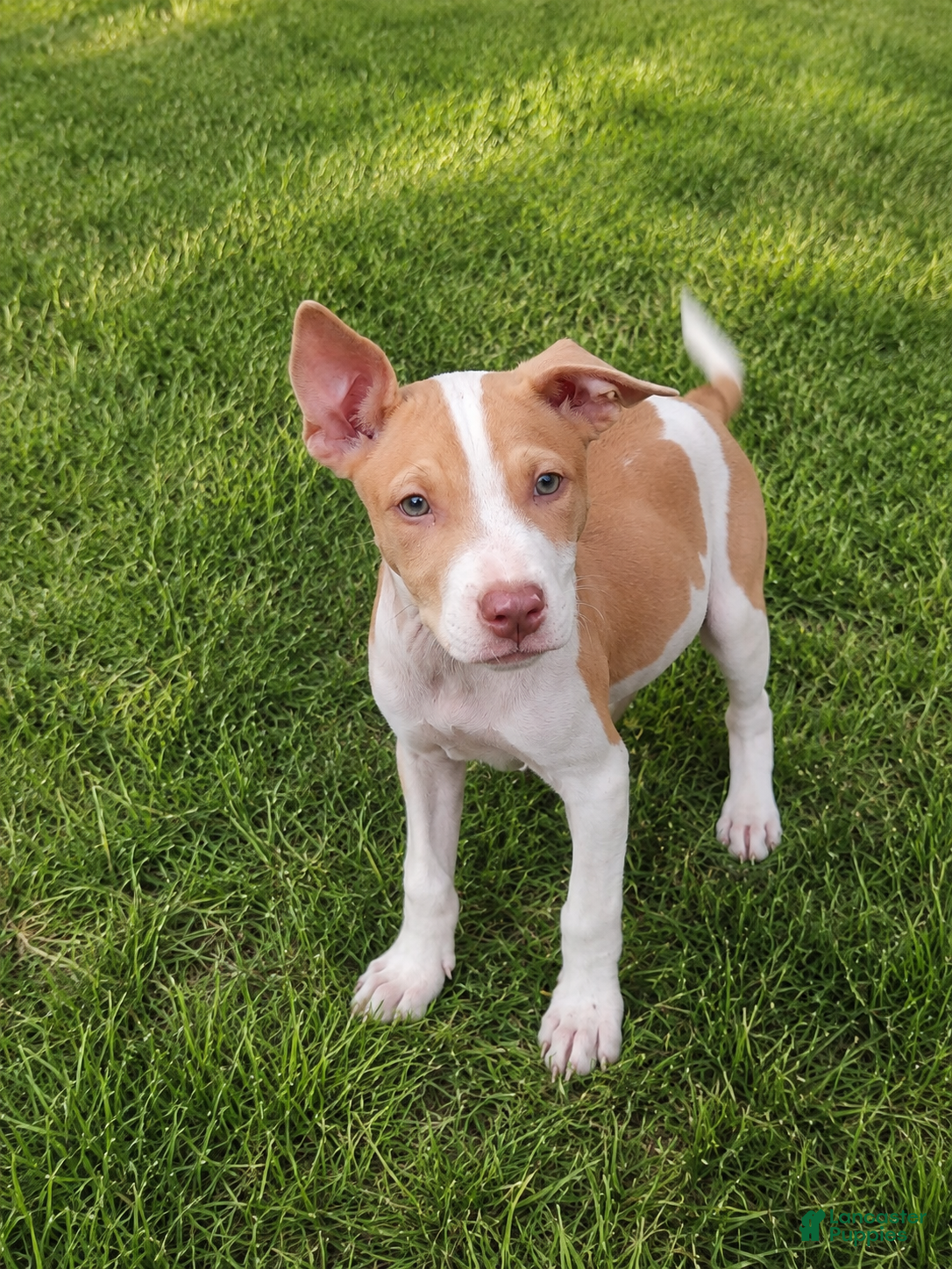 American Bulldog dogs American Bulldog female - Ad 11